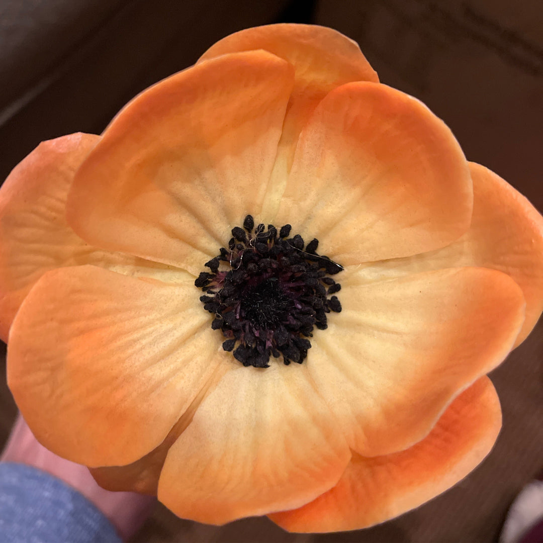 Single poppy