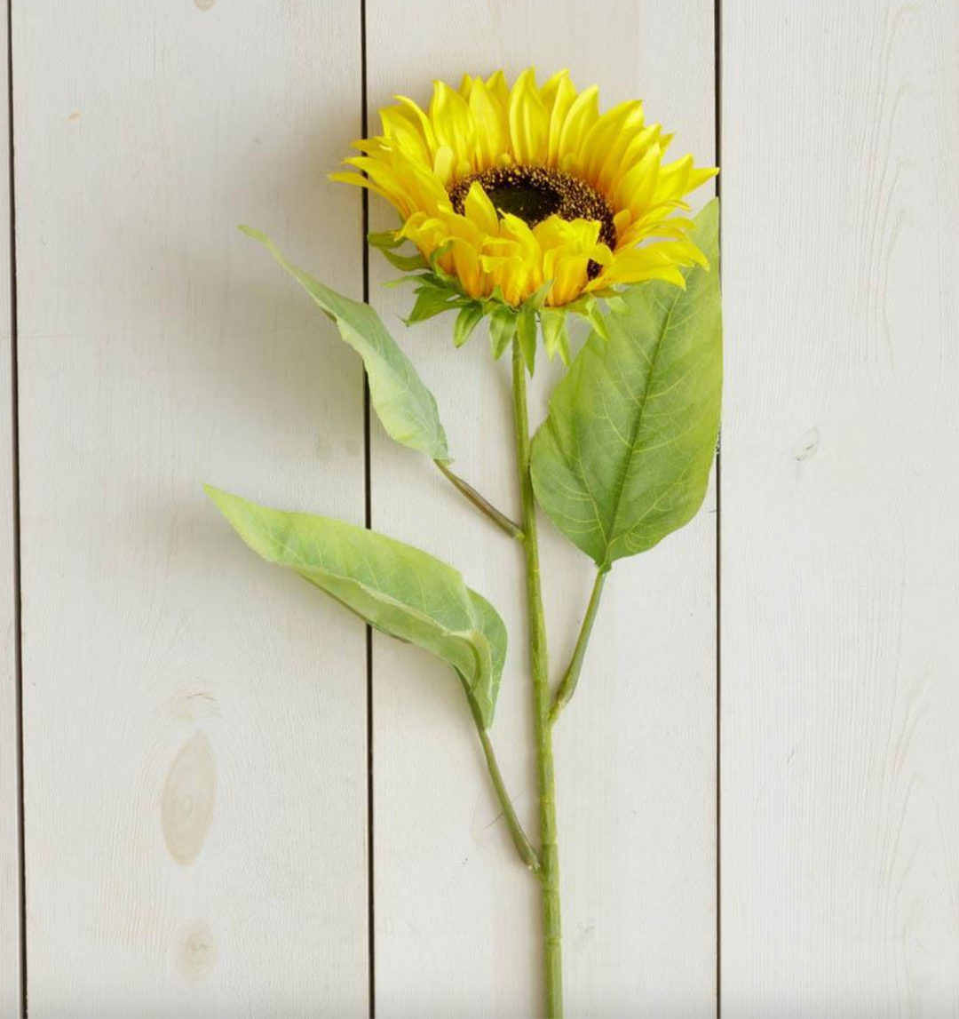 Sunflower stem