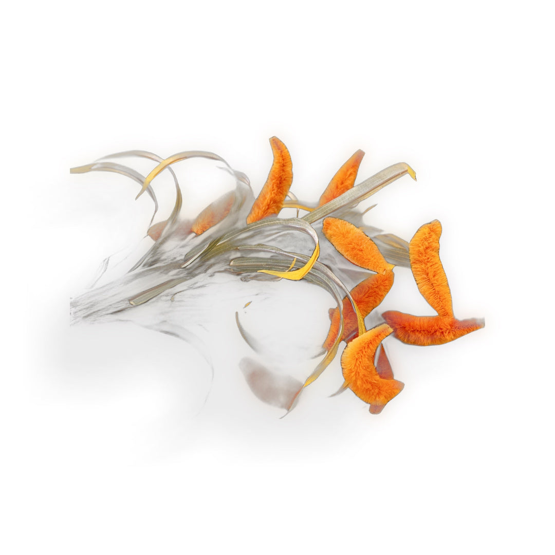 Orange willows bunch