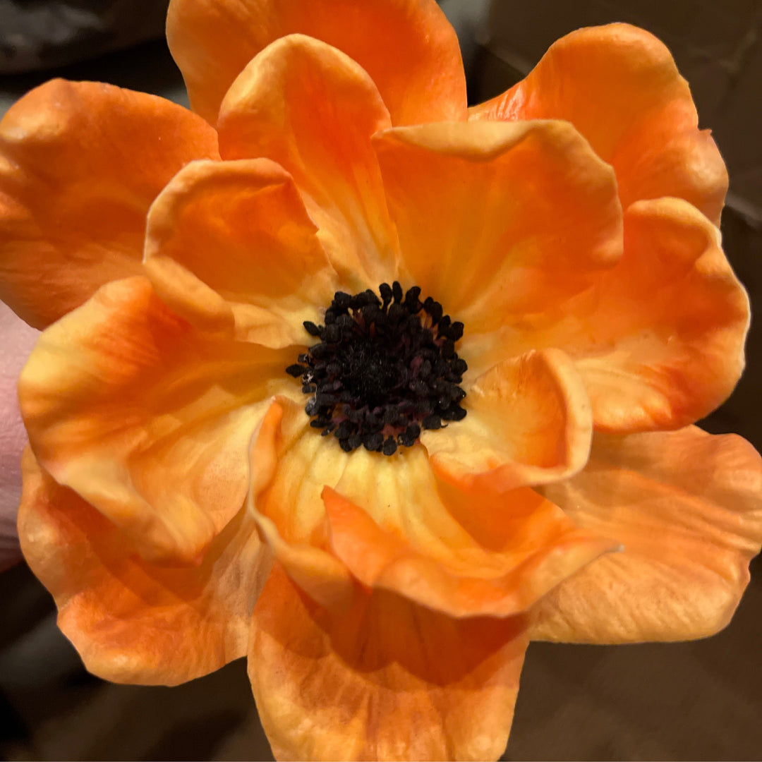 Orange double layer poppy