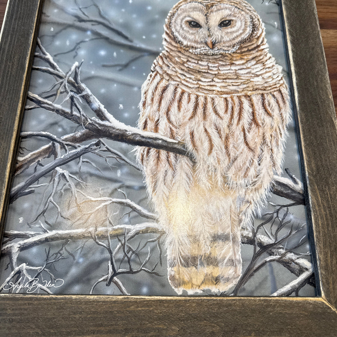 Barn owl picture