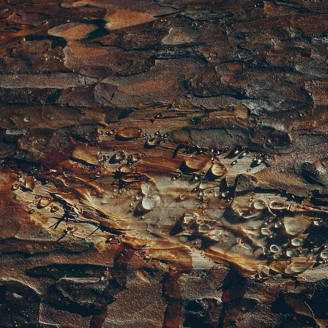 14 oz Mahogany Evergreen
