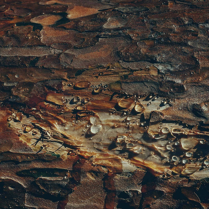 14 oz Mahogany Evergreen